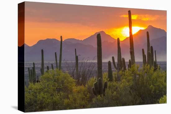 USA, Arizona, Saguaro National Park. Sunset on Desert Landscape-Cathy & Gordon Illg-Stretched Canvas