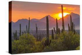 USA, Arizona, Saguaro National Park. Sunset on Desert Landscape-Cathy & Gordon Illg-Stretched Canvas