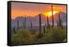 USA, Arizona, Saguaro National Park. Sunset on Desert Landscape-Cathy & Gordon Illg-Framed Stretched Canvas