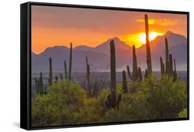 USA, Arizona, Saguaro National Park. Sunset on Desert Landscape-Cathy & Gordon Illg-Framed Stretched Canvas