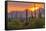 USA, Arizona, Saguaro National Park. Sunset on Desert Landscape-Cathy & Gordon Illg-Framed Stretched Canvas