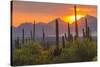 USA, Arizona, Saguaro National Park. Sunset on Desert Landscape-Cathy & Gordon Illg-Stretched Canvas