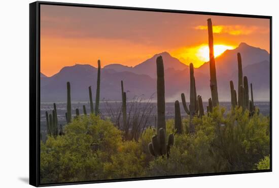 USA, Arizona, Saguaro National Park. Sunset on Desert Landscape-Cathy & Gordon Illg-Framed Stretched Canvas