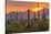 USA, Arizona, Saguaro National Park. Sunset on Desert Landscape-Cathy & Gordon Illg-Stretched Canvas