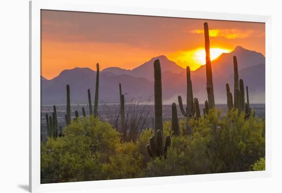 USA, Arizona, Saguaro National Park. Sunset on Desert Landscape-Cathy & Gordon Illg-Framed Photographic Print