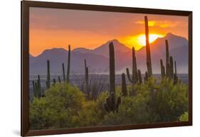 USA, Arizona, Saguaro National Park. Sunset on Desert Landscape-Cathy & Gordon Illg-Framed Photographic Print