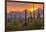 USA, Arizona, Saguaro National Park. Sunset on Desert Landscape-Cathy & Gordon Illg-Framed Photographic Print