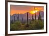 USA, Arizona, Saguaro National Park. Sunset on Desert Landscape-Cathy & Gordon Illg-Framed Premium Photographic Print