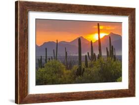 USA, Arizona, Saguaro National Park. Sunset on Desert Landscape-Cathy & Gordon Illg-Framed Photographic Print