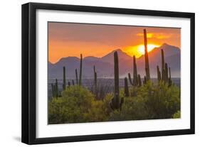 USA, Arizona, Saguaro National Park. Sunset on Desert Landscape-Cathy & Gordon Illg-Framed Photographic Print