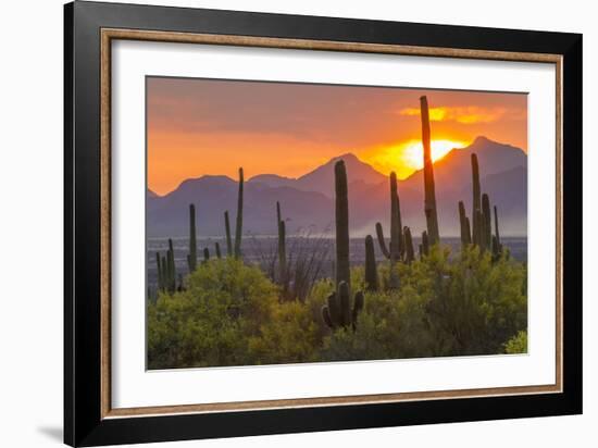 USA, Arizona, Saguaro National Park. Sunset on Desert Landscape-Cathy & Gordon Illg-Framed Photographic Print