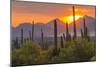 USA, Arizona, Saguaro National Park. Sunset on Desert Landscape-Cathy & Gordon Illg-Mounted Photographic Print