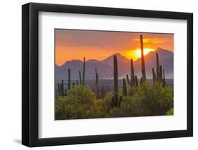 USA, Arizona, Saguaro National Park. Sunset on Desert Landscape-Cathy & Gordon Illg-Framed Photographic Print