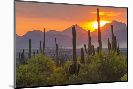 USA, Arizona, Saguaro National Park. Sunset on Desert Landscape-Cathy & Gordon Illg-Mounted Photographic Print