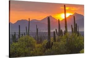 USA, Arizona, Saguaro National Park. Sunset on Desert Landscape-Cathy & Gordon Illg-Stretched Canvas