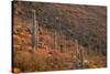 USA, Arizona, Saguaro National Park, Tucson Mountain District-John Barger-Stretched Canvas