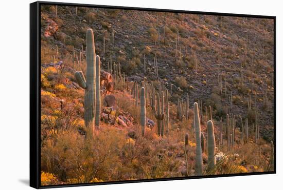 USA, Arizona, Saguaro National Park, Tucson Mountain District-John Barger-Framed Stretched Canvas