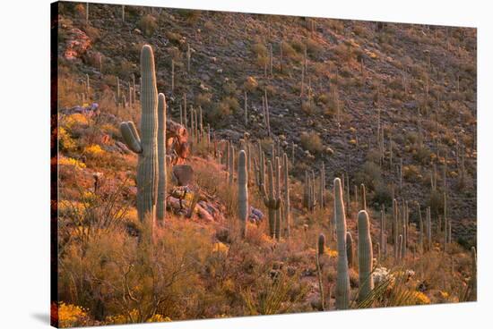 USA, Arizona, Saguaro National Park, Tucson Mountain District-John Barger-Stretched Canvas