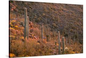 USA, Arizona, Saguaro National Park, Tucson Mountain District-John Barger-Stretched Canvas