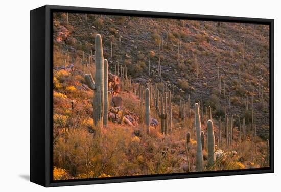 USA, Arizona, Saguaro National Park, Tucson Mountain District-John Barger-Framed Stretched Canvas