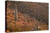 USA, Arizona, Saguaro National Park, Tucson Mountain District-John Barger-Stretched Canvas