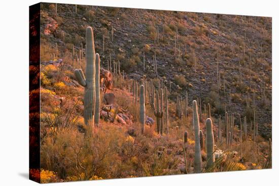 USA, Arizona, Saguaro National Park, Tucson Mountain District-John Barger-Stretched Canvas