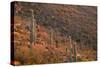 USA, Arizona, Saguaro National Park, Tucson Mountain District-John Barger-Stretched Canvas