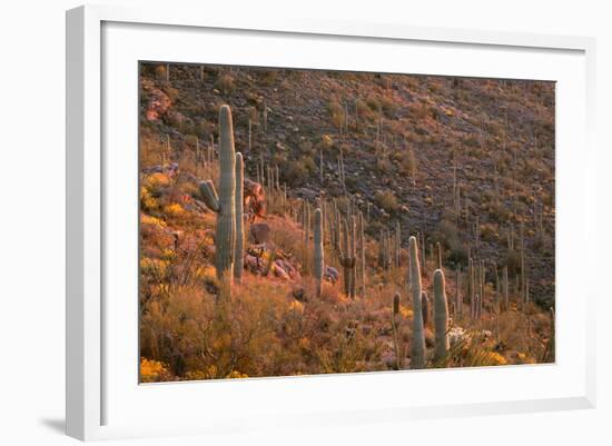 USA, Arizona, Saguaro National Park, Tucson Mountain District-John Barger-Framed Photographic Print