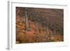 USA, Arizona, Saguaro National Park, Tucson Mountain District-John Barger-Framed Photographic Print