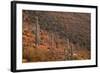 USA, Arizona, Saguaro National Park, Tucson Mountain District-John Barger-Framed Photographic Print