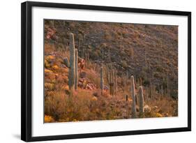 USA, Arizona, Saguaro National Park, Tucson Mountain District-John Barger-Framed Photographic Print