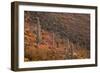 USA, Arizona, Saguaro National Park, Tucson Mountain District-John Barger-Framed Photographic Print