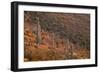 USA, Arizona, Saguaro National Park, Tucson Mountain District-John Barger-Framed Photographic Print