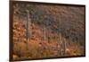 USA, Arizona, Saguaro National Park, Tucson Mountain District-John Barger-Framed Photographic Print