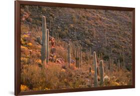 USA, Arizona, Saguaro National Park, Tucson Mountain District-John Barger-Framed Photographic Print