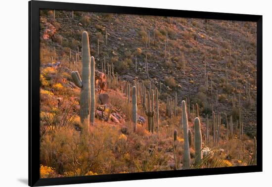 USA, Arizona, Saguaro National Park, Tucson Mountain District-John Barger-Framed Photographic Print