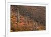 USA, Arizona, Saguaro National Park, Tucson Mountain District-John Barger-Framed Photographic Print