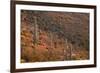 USA, Arizona, Saguaro National Park, Tucson Mountain District-John Barger-Framed Photographic Print