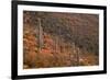 USA, Arizona, Saguaro National Park, Tucson Mountain District-John Barger-Framed Photographic Print