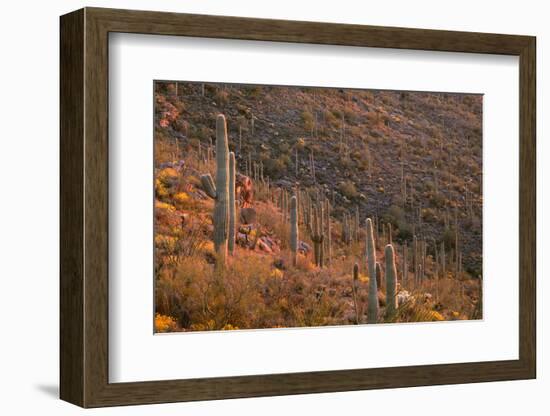 USA, Arizona, Saguaro National Park, Tucson Mountain District-John Barger-Framed Photographic Print