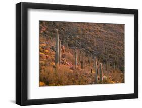 USA, Arizona, Saguaro National Park, Tucson Mountain District-John Barger-Framed Photographic Print