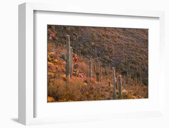 USA, Arizona, Saguaro National Park, Tucson Mountain District-John Barger-Framed Photographic Print