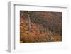 USA, Arizona, Saguaro National Park, Tucson Mountain District-John Barger-Framed Photographic Print