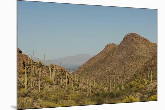 USA, Arizona, Saguaro National Park. Valley in Desert Landscape-Cathy & Gordon Illg-Mounted Premium Photographic Print