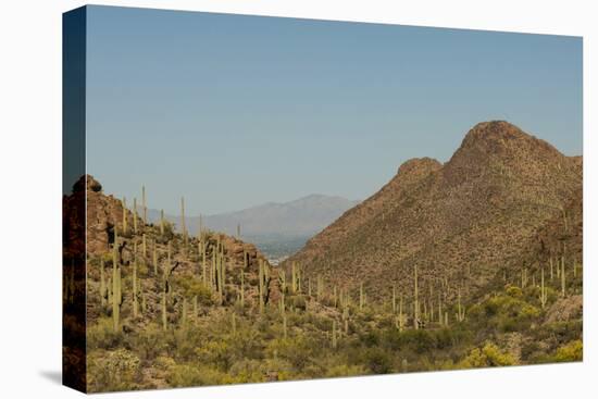 USA, Arizona, Saguaro National Park. Valley in Desert Landscape-Cathy & Gordon Illg-Stretched Canvas