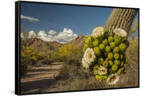 USA, Arizona, Saguaro NP. Close-up of Saguaro Cactus Blossoms-Cathy & Gordon Illg-Framed Stretched Canvas