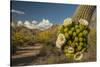 USA, Arizona, Saguaro NP. Close-up of Saguaro Cactus Blossoms-Cathy & Gordon Illg-Stretched Canvas
