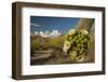 USA, Arizona, Saguaro NP. Close-up of Saguaro Cactus Blossoms-Cathy & Gordon Illg-Framed Photographic Print