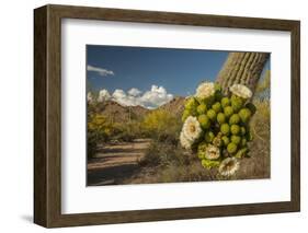 USA, Arizona, Saguaro NP. Close-up of Saguaro Cactus Blossoms-Cathy & Gordon Illg-Framed Photographic Print