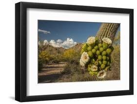 USA, Arizona, Saguaro NP. Close-up of Saguaro Cactus Blossoms-Cathy & Gordon Illg-Framed Photographic Print